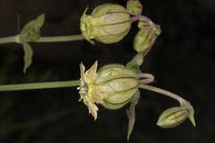 Silene nigrescens